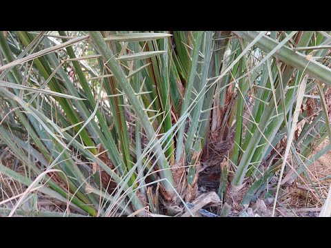 طريقة فصل فسيلة النخيل وغرسها مع دليل تفصيلي لوضع السماد phoenix dactylifera