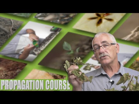 A Secret Technique to Growing Plants from Seed