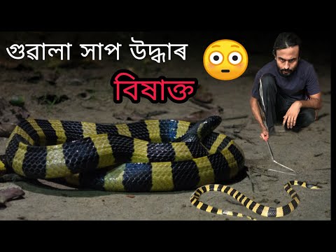 Banded krait rescue in assam | bakraj guwala hogsu xap udhar | bihpuria t Venomous snake rescue