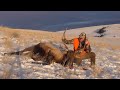 Public Land Elk Hunting Montana Rifle (First elk) (self filmed)