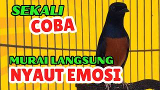 Download lagu Pancingan PAGI-PAGI AGAR MURAI GACOR❗sekali coba murai DIAM langsung bunyi mp3