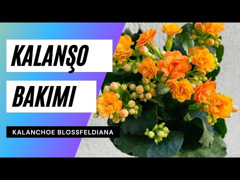 , title : 'Kalanşo Çiçeği Bakımı ve Çiçek Açtırma Yöntemi 🍃'