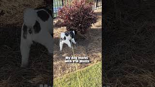 Miniature vidéo
