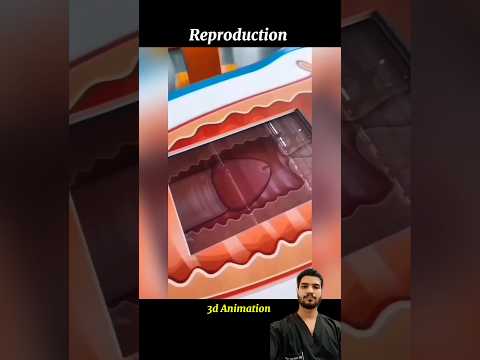 Reproduction in 3d Animation 👨‍⚕️⚕️