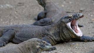 Download lagu burung puyuh burung kentut dimakan biawak remix|by ツ☹︎emily magical♡ mp3