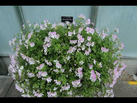 Visit to Fibrex, part 1. Walk around