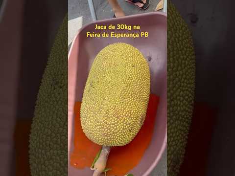 Olha o tamanho dessa JACA #frutasbrasileiras #zeaventuras #feira