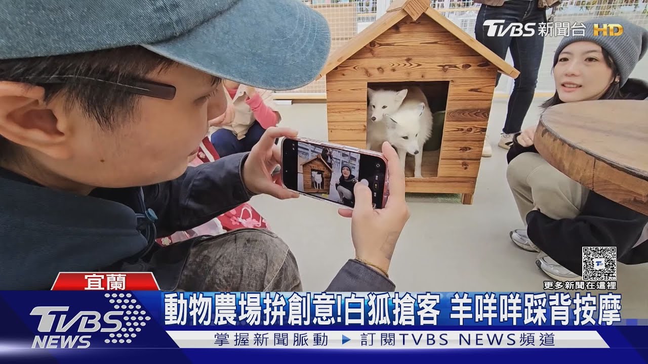 宜蘭動物農場搶客戰!白化赤狐躺腿上「超萌互動」 羊咩咩化身按摩師