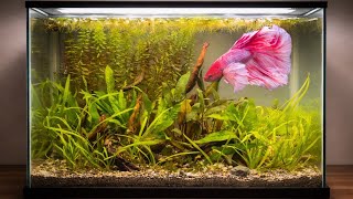 How to Set Up a Betta Fish Tank (Step by Step Beginner Guide) , No Co2, No Fertilizer