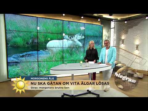Enormt intresse för vita älgen "Folk förföljer den" - Nyhetsmorgon (TV4)