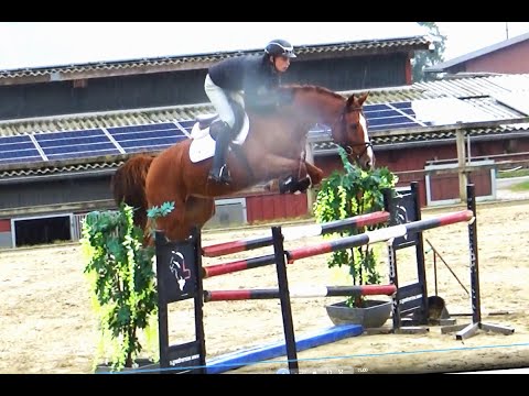 Maddock, KWPN, geb. 2017, 165 cm, Wallach, Entertainer x Guidam, ein blütiger Springer der gefällt!