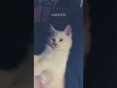 I love you cats part 4