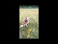 Siberian Husky dogs for sale: Siberian Husky Puppy 1 - Video 1