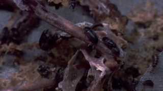 Chicago Adventure, Part One: Beetles 'n Bats