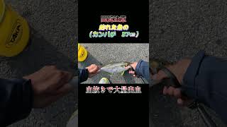 【閲覧注意】魚（カンパチ　37センチ）の血抜きで大量出血！#shorts #釣り #ショアジギング