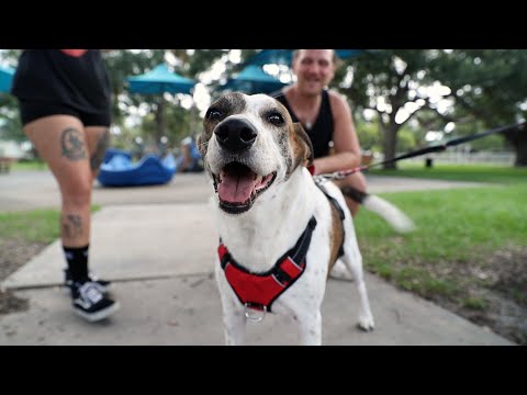 Play Youtube Video