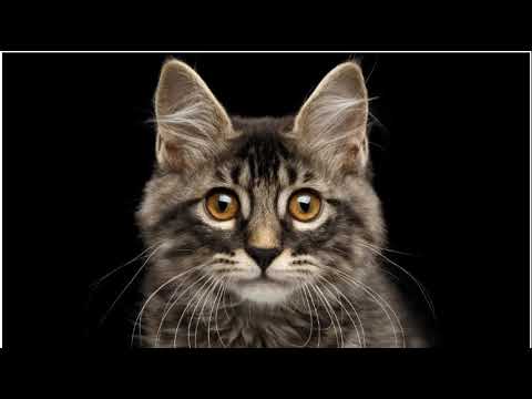 cat song