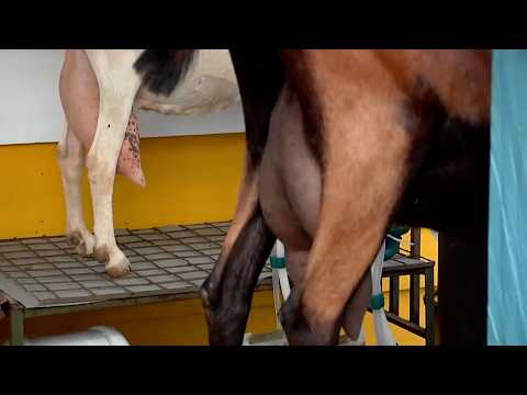 LECHE DE CABRA   APRISCO CABRIO DE COLOMBIA   MESA DE LOS SANTOS   SANTANDER