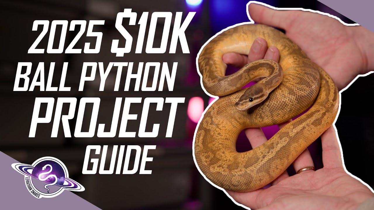 $10K Ball Python Breeding Guide | 2025 Edition | #ballpython #snake #reptiles