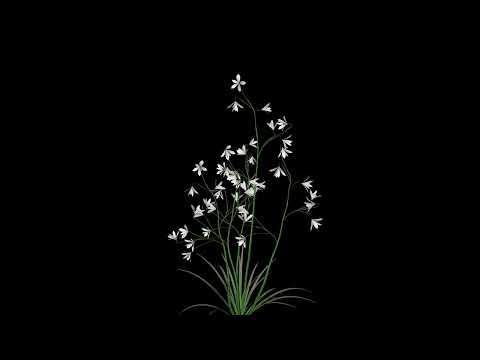 Flower grass seamless loop 4k alpha