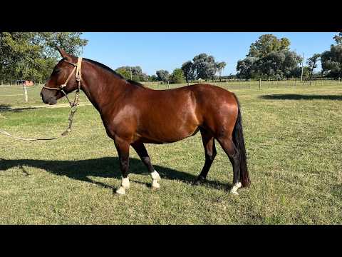 Caballo colorado criollo puro inscripto - $3.600.000 - LOSEQUINOS.COM