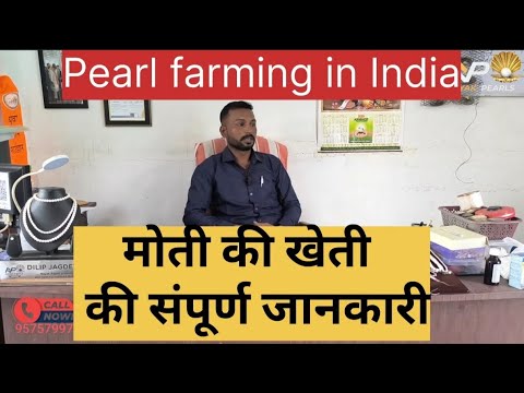 मोती की खेती कैसे करें इसकी संपूर्ण जानकारी 🦪 pearl farming and training 🦪 how to make a pearls