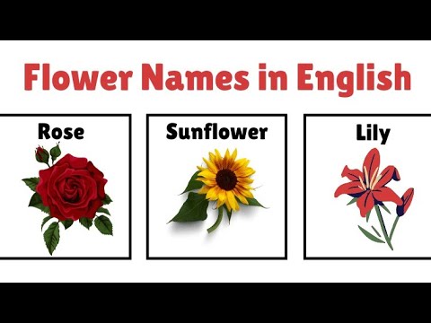 Flowers names|| Kids educational video|| Hoori Noori cartoon world represent