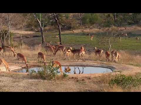 Djuma: Impala herd - 06:59 - 09/26/20