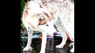 Tout ce que vous devez savoir sur le Shampooing pour chiens