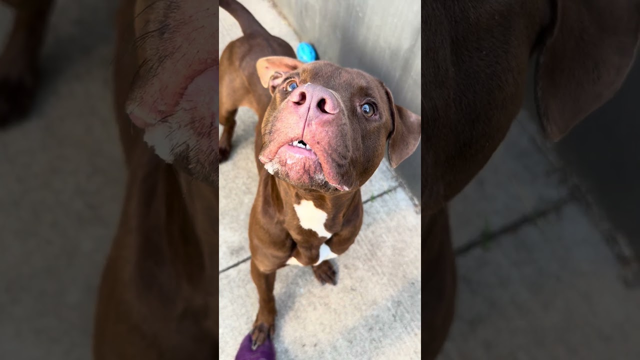 Lord Farquaad, a ADOPTABLE Pit Bull Terrier in Chicago, IL video 5/5