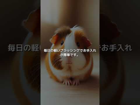 イングリッシュ・ショートヘア