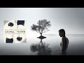 Tracey Thorn | Adam F - The Tree Knows Everything [lyrics]