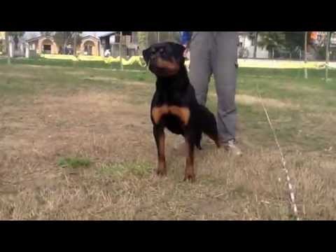 SOFJA IZ TVERSKOGO DOMA - 12 MONTHS