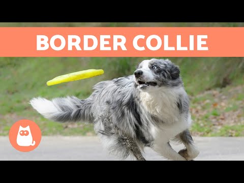 The BORDER COLLIE Dog Breed 🐶 (Origin, Characteristics, Character and Care)