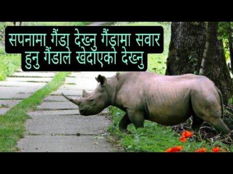 सपनामा गैंडा देख्नु गैंडामा सवार हुनु या गैंडाले हामीलाई लखेटेको देख्नु के हुन्छ ? सम्पूर्ण जानकारी