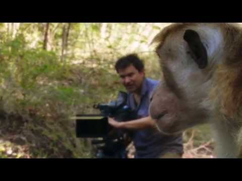 Monkey Kingdom: Making of the Documentary Movie Broll 1 | ScreenSlam