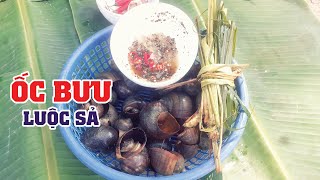 Đi Bắt Ốc Bưu Về Luộc Sả Siêu Thơm - Siêu Ngon Chấm Muối Tiêu Chanh Dân Dã | Xuân Dương Vlogs