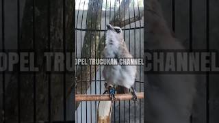 Download lagu TRUCUKAN ropel panjang mp3