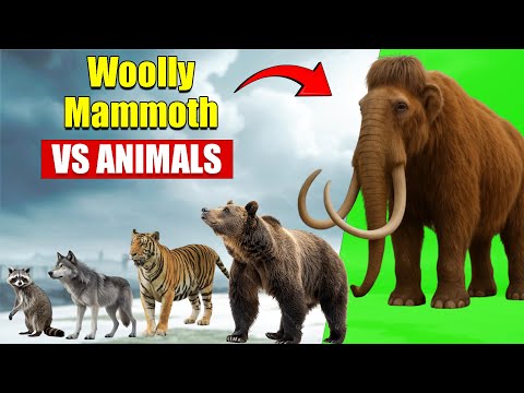 𝗪𝗼𝗼𝗹𝗹𝘆 𝗠𝗮𝗺𝗺𝗼𝘁𝗵 𝘃𝘀 𝗔𝗹𝗹 𝗔𝗻𝗶𝗺𝗮𝗹𝘀 | 𝗦𝗶𝘇𝗲 𝗖𝗼𝗺𝗽𝗮𝗿𝗶𝘀𝗼𝗻 𝟮𝟬𝟮𝟱