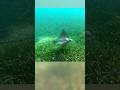 Eagle rays underwater in Corn Island Nicaragua