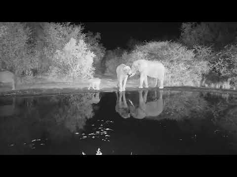 Kwa: Elephants drinking - 19:59 - 07/02/19