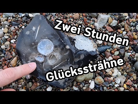 Die Glückssträhne - Fossilien suchen an der Ostsee