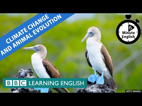 Climate change and evolution - 6 Minute English