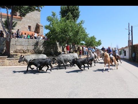 Bonito encierro a caballo en Bogajo con reses de Hros. de Dionisio Rodríguez