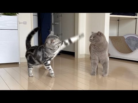 Life With Cats - American Shorthair & British Shorthair #26