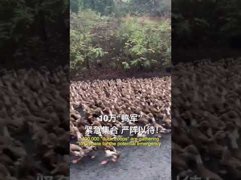 "Duck troops" gather at the border to face locust swarms