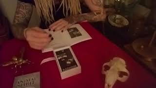 Download Lagu Rabbit, Raccoon, Fox. Wild unknown animal spirit deck THE TAXIDERMY WITCH Thumbnail