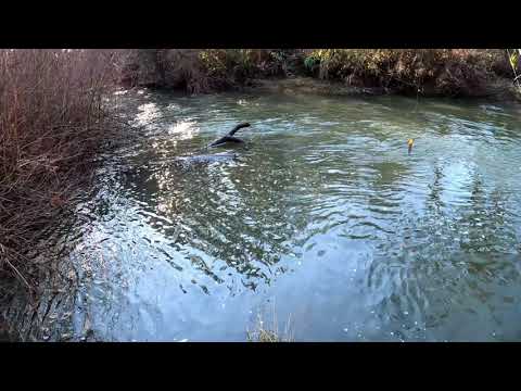 image-What fish are in Salmon Creek WA?