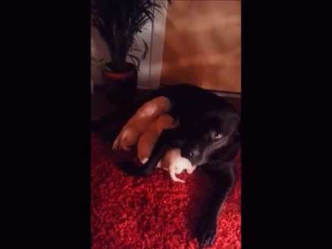 Zerschmetterlinge // 1. Video