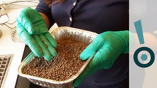 A Recipe For Self-healing Concrete! - Science Snapshot